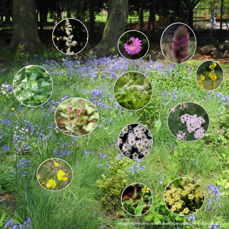 Hedge & Dappled Shade Wildflowers Planting Ideas